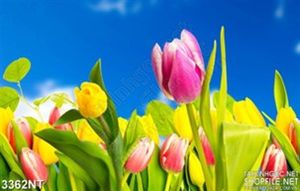 Tranh vẽ hoa tulip bằng sơn nước