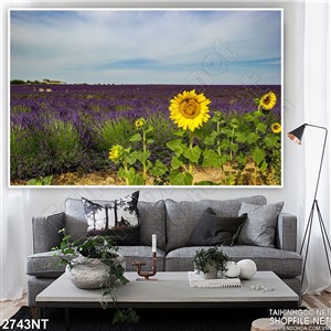 Tranh hoa hướng dương bên đồng hoa tím