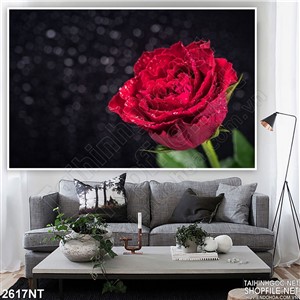 Tranh bông hồng đọng hạt sương