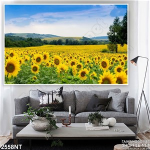 Tranh cánh đồng hướng dương trên đồi