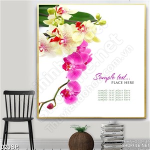 Tranh spa hoa lan trắng và hồng