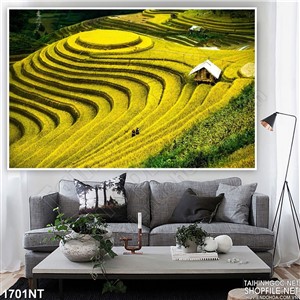 Tranh ruộng bậc thang chín vàng
