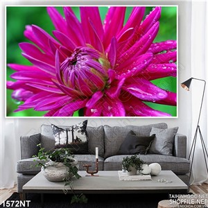 Tranh bông hoa thược dược