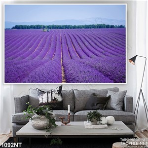 Tranh cánh đồng hoa tím