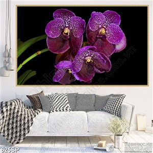 Tranh spa lan hồ điệp nở rộ