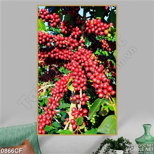 Tranh những hạt cà phê trên cây chính đỏ