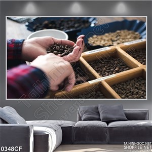 Tranh tuyển chọn những hạt cà phê thơm ngon