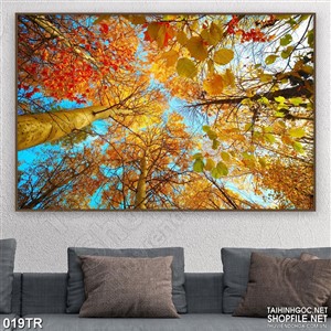 Tranh trần xuyên sáng in canvas rừng cây già
