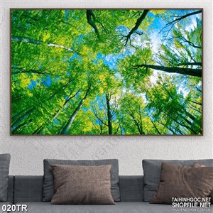 Tranh dán trần trang trí rừng cây xanh