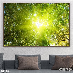 Tranh trần 3d ánh nắng xuyên tán cây xanh