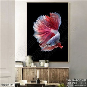 Tranh in dán tường chú cá sim betta xòe đuôi xinh đẹp