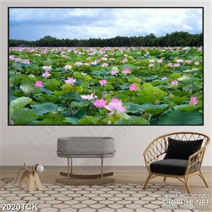 Tranh cánh đồng hoa sen rộng mênh mông in dán tường
