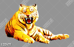 tranh treo tường mãnh hổ đang gầm dũng mãnh