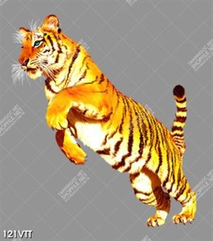 tranh treo tường trang trí hổ vằn đang chạy