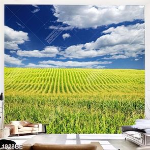 Tranh cánh đồng bắp ngô