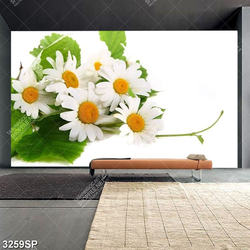 Tranh hoa cúc họa mi