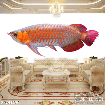 Tranh chú cá chép vàng xinh đẹp trên nền trắng psd