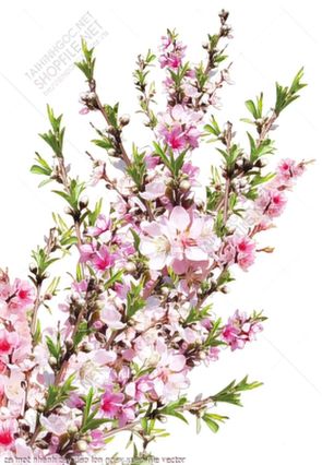 ca mot nhanh cay dao lon ngay xuan file vector