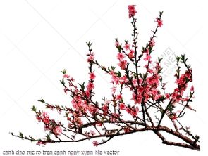 canh dao ruc ro tren canh ngay xuan file vector