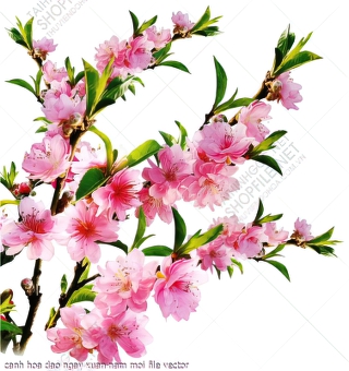 canh hoa dao ngay xuan nam moi file vector