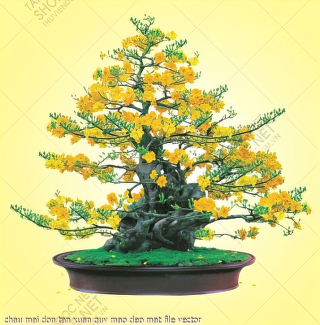 chau mai don tan xuan quy mao dep mat file vector