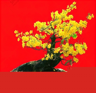 chau mai vang don tet co truyen file vector