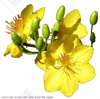 chum mai va bup mai nghe thuat file vector