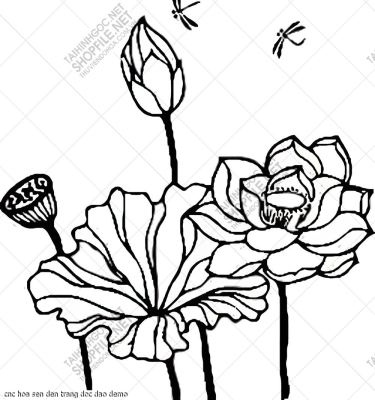 cnc hoa sen den trang doc dao