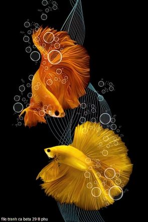 file tranh ca beta 29 8 phu file tranh ca beta 29 8 phu