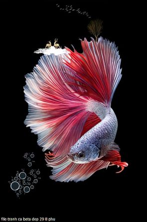 file tranh ca beta dep 29 8 phu file tranh ca beta dep 29 8 phu