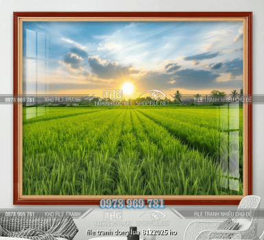 file tranh dong lua 8122025 ho