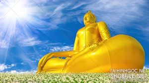 file tranh file goc in tranh phat giao 239