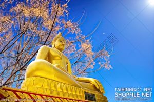 file tranh file goc in tranh phat giao 266