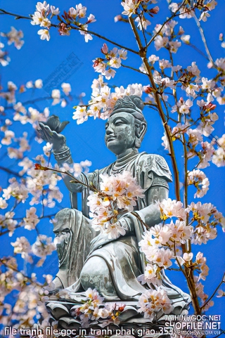 file tranh file goc in tranh phat giao 353