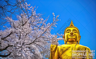 file tranh file goc in tranh phat giao 375