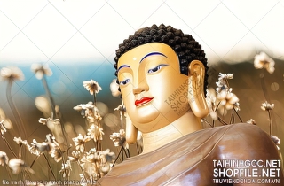 file tranh file goc in tranh phat giao 443