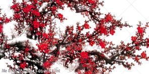 file tranh hoa dao13 01 2021 dat