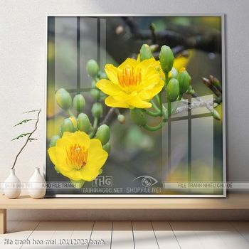 file tranh hoa mai 10112023 hanh