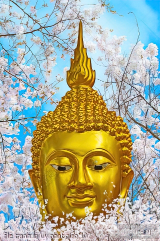 file tranh in uv phat giao 107