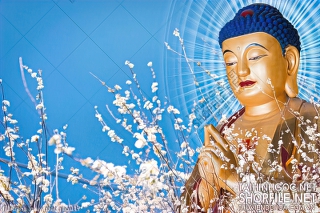 file tranh in uv phat giao 117