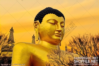 file tranh in uv phat giao 213