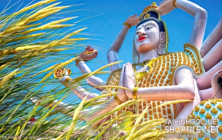 file tranh in uv phat giao 244