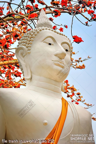 file tranh in uv phat giao 252