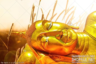 file tranh in uv phat giao 254