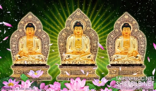 file tranh in uv phat giao 355