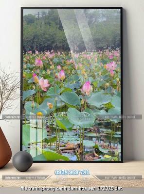 file tranh phong canh dam hoa sen 172025 dat