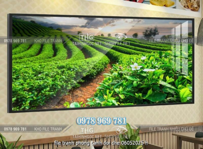 file tranh phong canh doi che 06052025 h