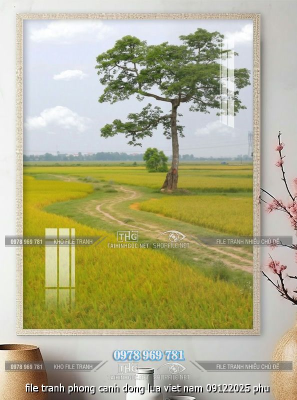 file tranh phong canh dong lua viet nam 09122025 phu