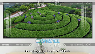 file tranh ruong bac thang 19042025 hanh