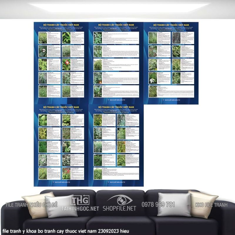 file tranh y khoa bo tranh cay thuoc viet nam 23092023 hieu